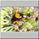 Harmonia axyridis - Asiatischer Marienkaefer 70a.jpg